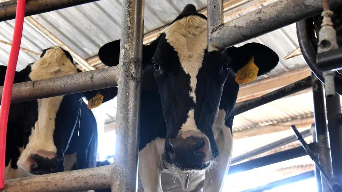 Longtime farmer Paula Floriano says she’s cutting back as much as possible on costs at her small dairy outside Merced, where this cow awaits milking last week, on Oct. 11, 2016.
