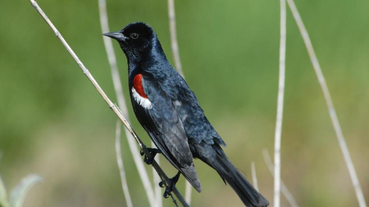 A federal program aims to rebuild populations of the tricolored blackbird by paying Central Valley farmers to delay harvesting of certain feed crops in spring. The birds nest in the crops because most of their natural habitat is gone.