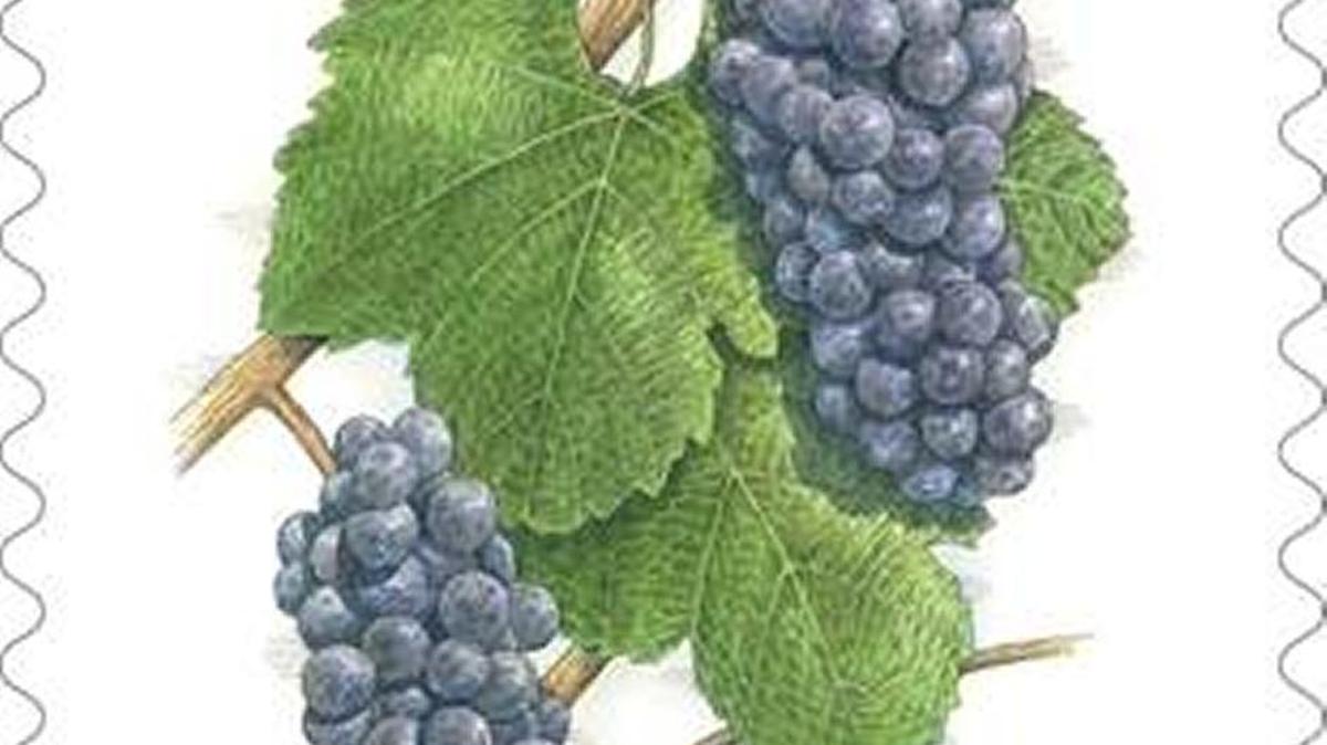 The U.S. Postal Service has released a new 5-cent stamp in honor of the pinot noir variety of wine grape. The announcement was made Monday, Feb. 22, 2016.