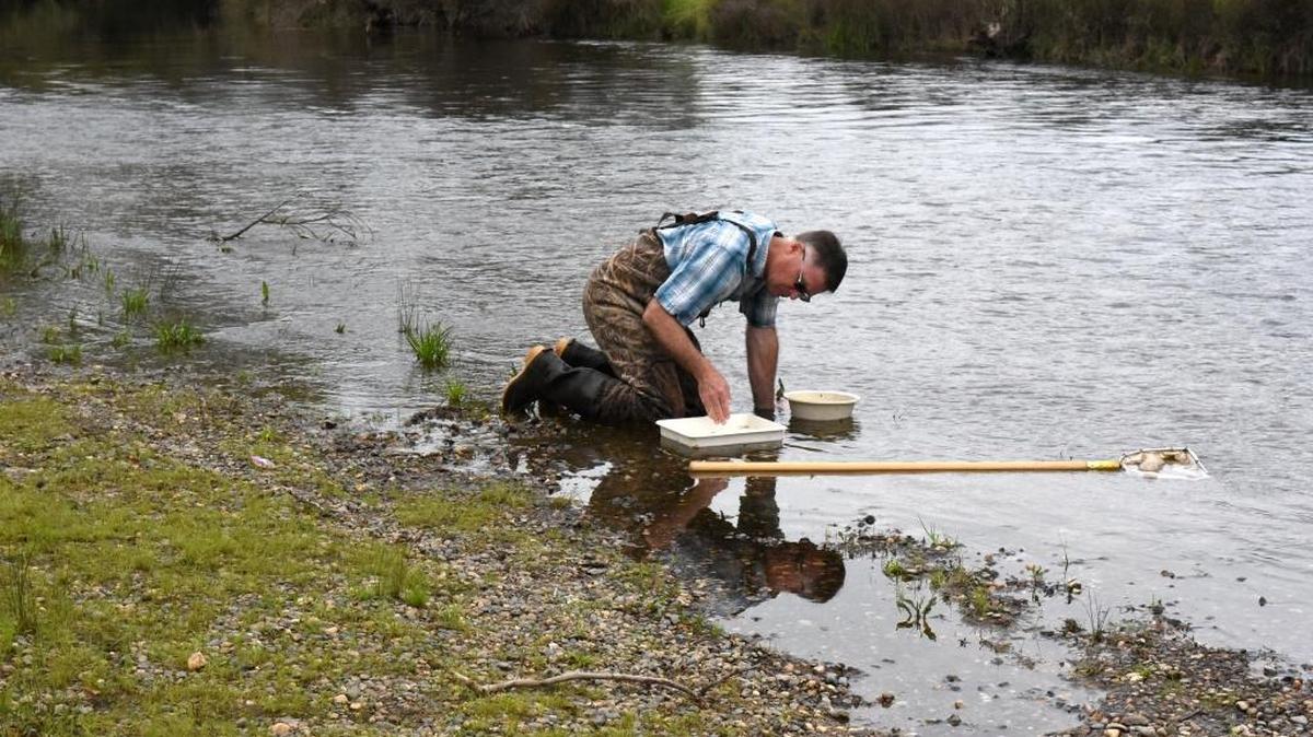 Mike Niemi, a water resources analyst for Turlock Irrigation District, looks for the kind of insects mature salmon species would eat in the Merced River near McConnell State Park on Friday, March 4, 2016.