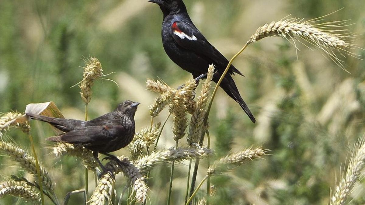 A pair of tricolored blackbirds forages for food in a dairy farmer’s field. The most recent federal farm bill compensated a few dairy farmers who delayed their feed crop harvest so as not to disturb the nests of the blackbirds.