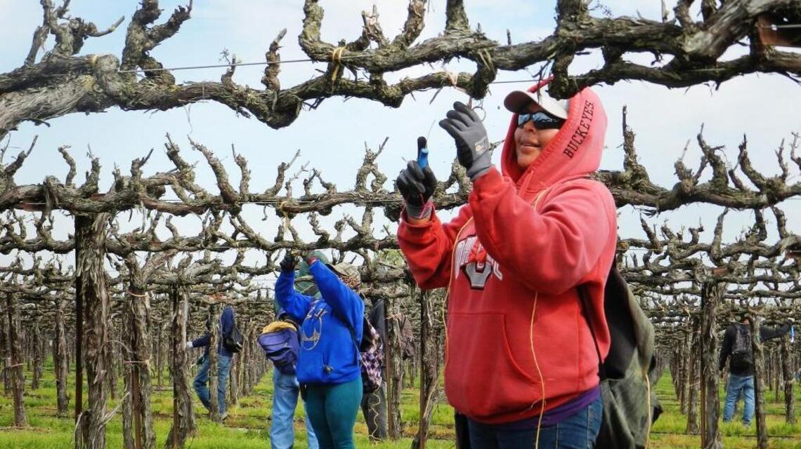 Grape crop survives drought, heat and smoke — good news for Modesto-area wineries