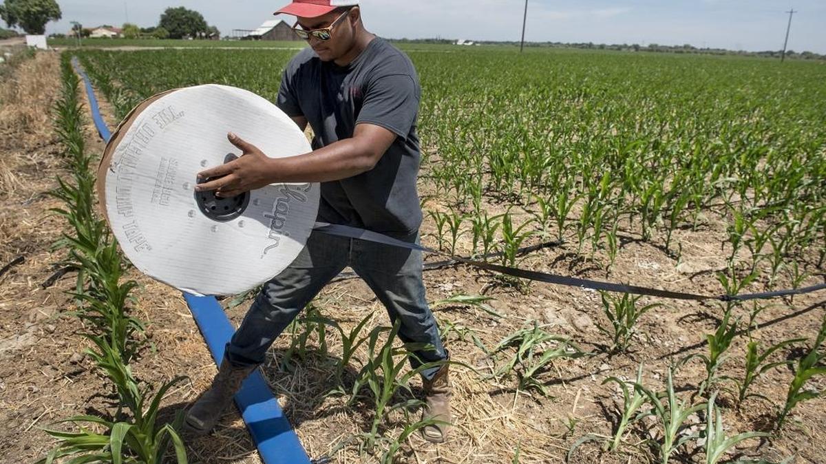 Tre Moore lays out drip irrigation tape on land that is used to grow corn for dairy cows at John Azevedo’s dairy in Patterson, Calif., on Wednesday, June 8, 2016.
