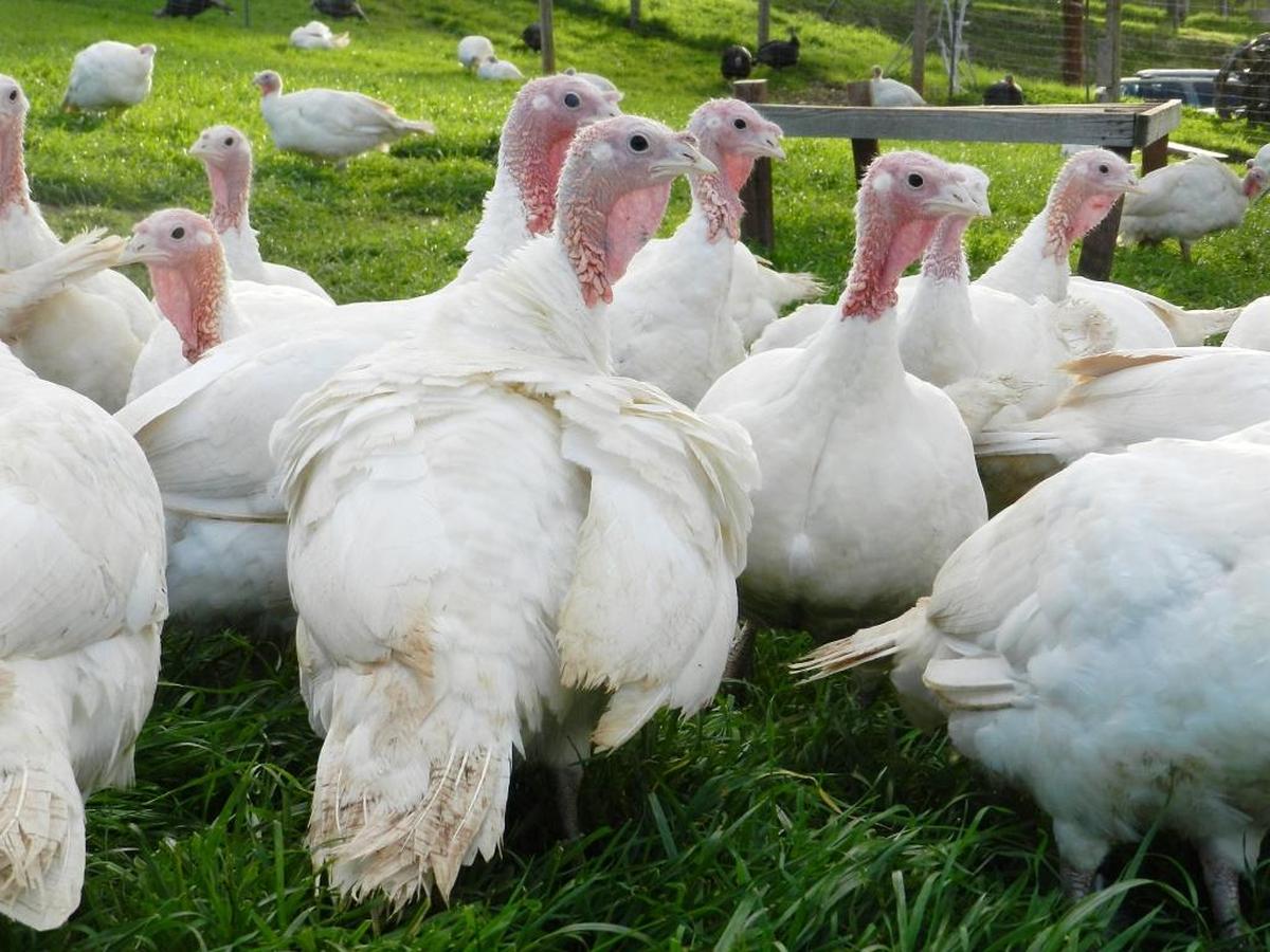Turkeys of the petite breed wander a pasture at Diestel Family Ranch near Sonora in 2016.