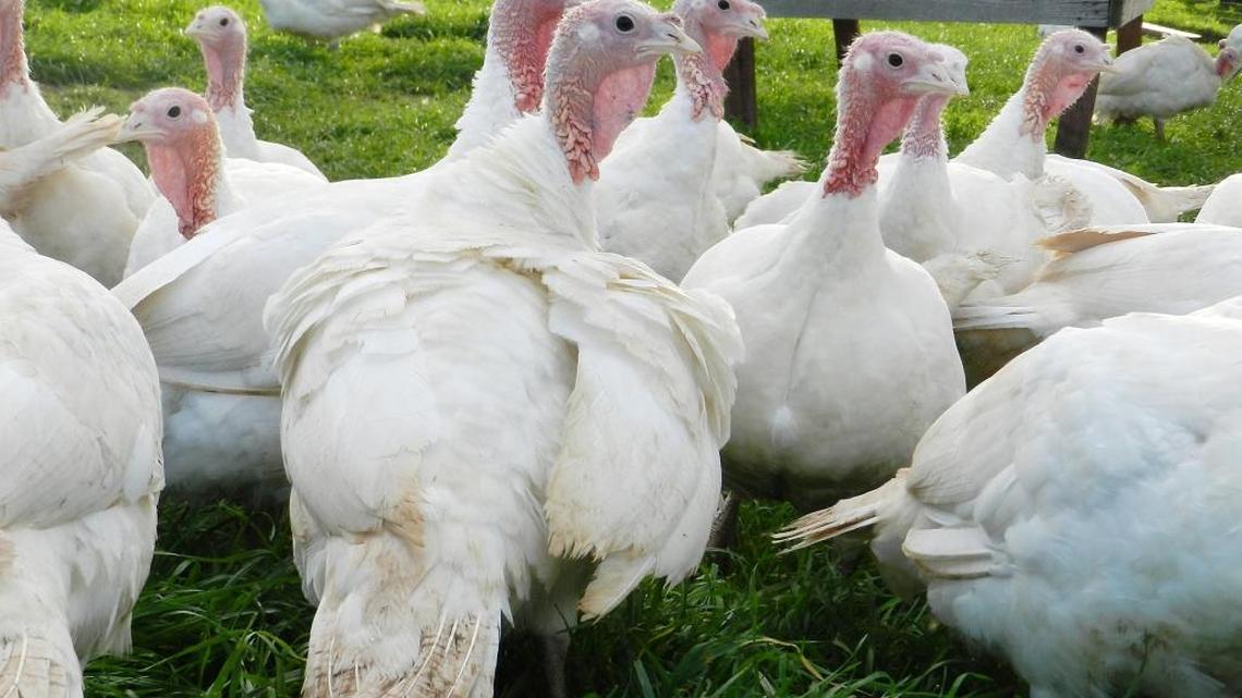 Turkeys of the petite breed wander a pasture at Diestel Turkey Ranch near Sonora in November.