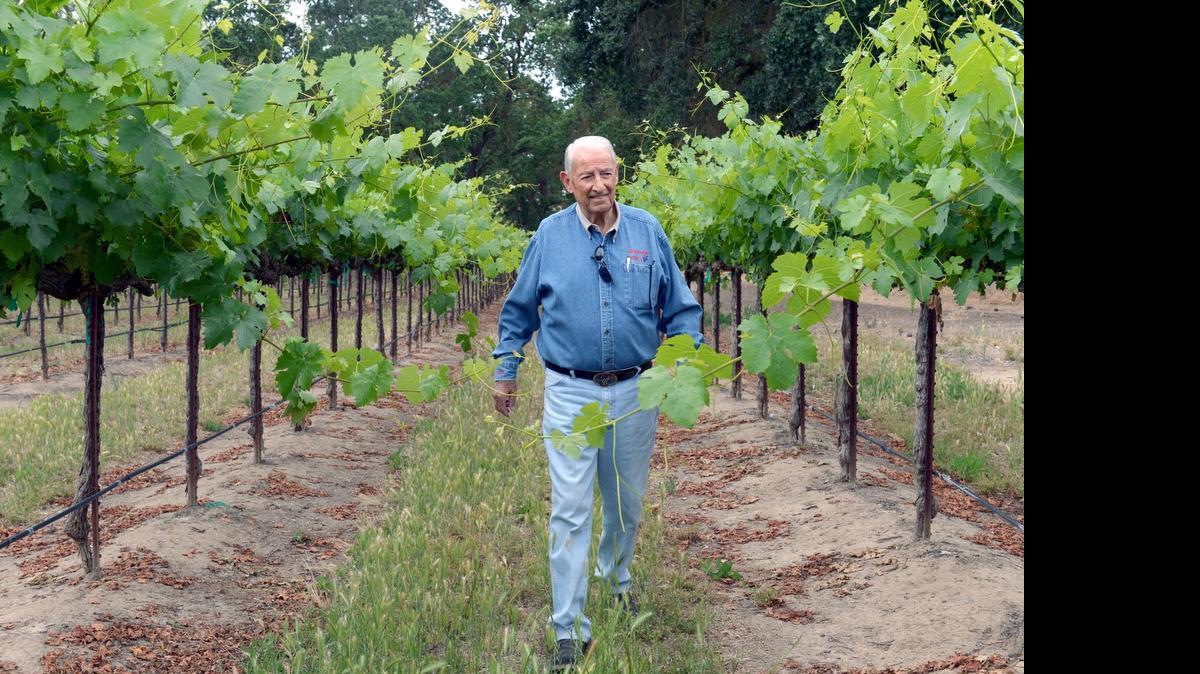 
John R. Monnich, owner of Silkwood Fine Wines, walks through his orchard off Dusty Lane in Modesto  on Thursday morning. The San Joaquin Valley Winegrowers Association held a May Grower Educational Tailgate at the Silkwood/Duarte orchard.
