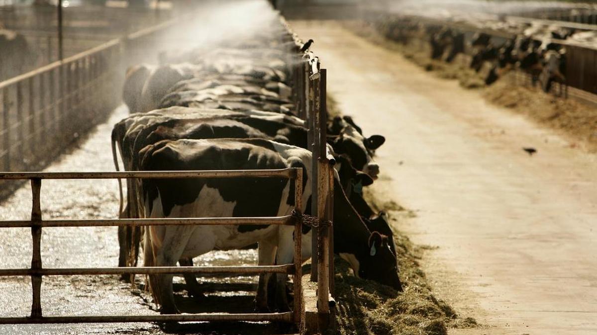 Dairy cows feed under mist at a central San Joaquin Valley farm in 2006. Wayne Fox, division manager of environmental health at Fresno County Department of Public Health, said extreme heat coupled with hot temperatures at night can be deadly to livestock.