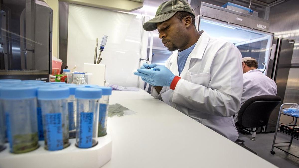 
Tony Nwangwa prepares pistachio cuttings for testing at Duarte Nursery in Hughson on Thursday.
