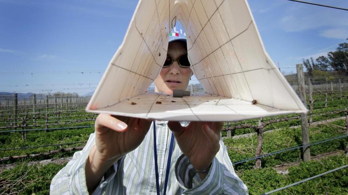 Monica Cooper, a viticulture farm advisor, checks a trap and finds two male European grapevine moths in a vineyard in Oakville, Calif., on March 17, 2010. A quarantine in parts of California for the moth has been lifted.