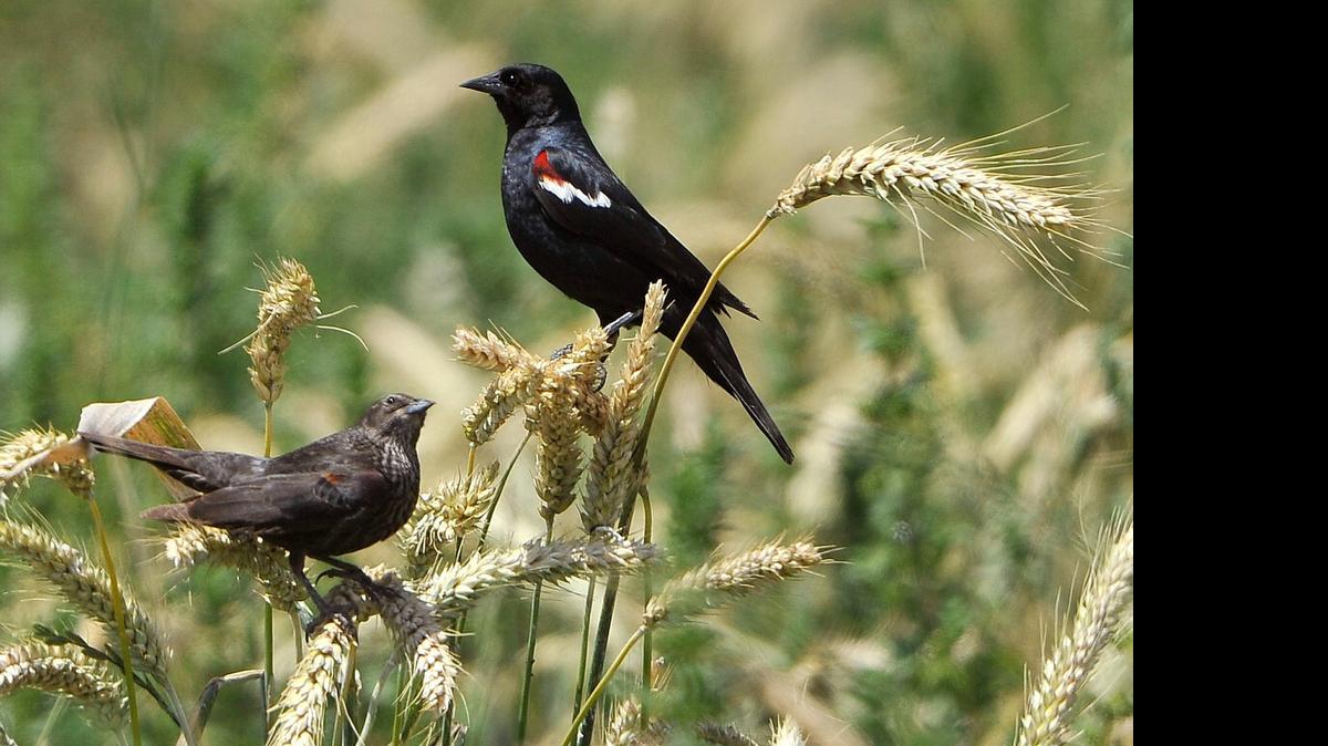 
A pair of tricolored blackbirds forage for food in Tipton dairy farmer Frank Mendonsa’s wheat field in May. The birds are part of a double colony of 15,000 nesting in his field, which he has postponed harvesting. 
