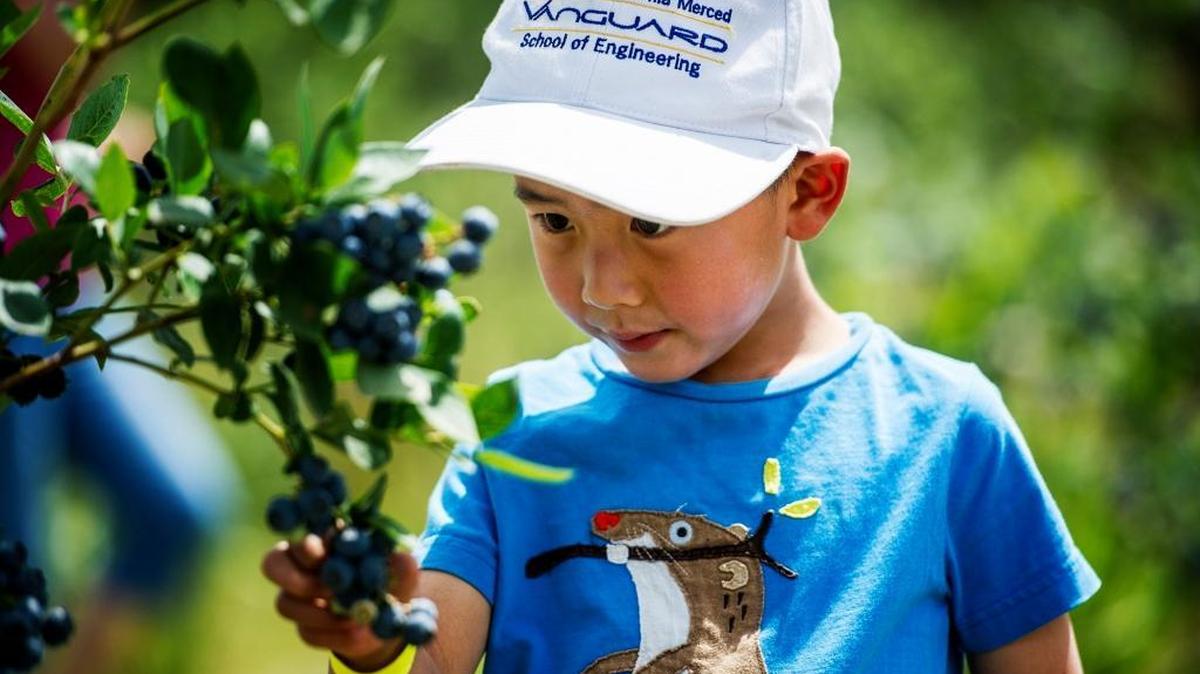 William Guo, 4, of Merced, picks blueberries during the annual Pick and Gather at Riverdance Farms and Merced River Fair in Livingston, Calif., last year. Visitors can pick organic blueberries and cherries while enjoying live music and hayrides.
