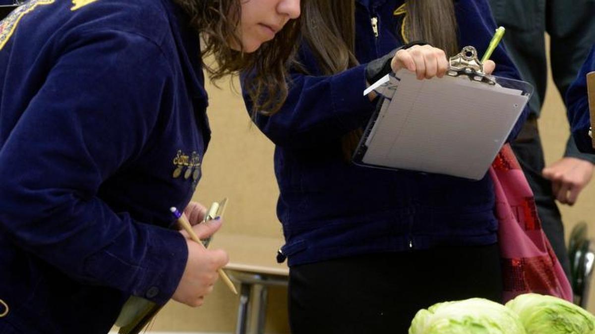 Saira Barajas of Gregori High and Darian Caton of Escalon inspect iceberg lettuce to determine its quality at a previous MJC FFA Field Day.