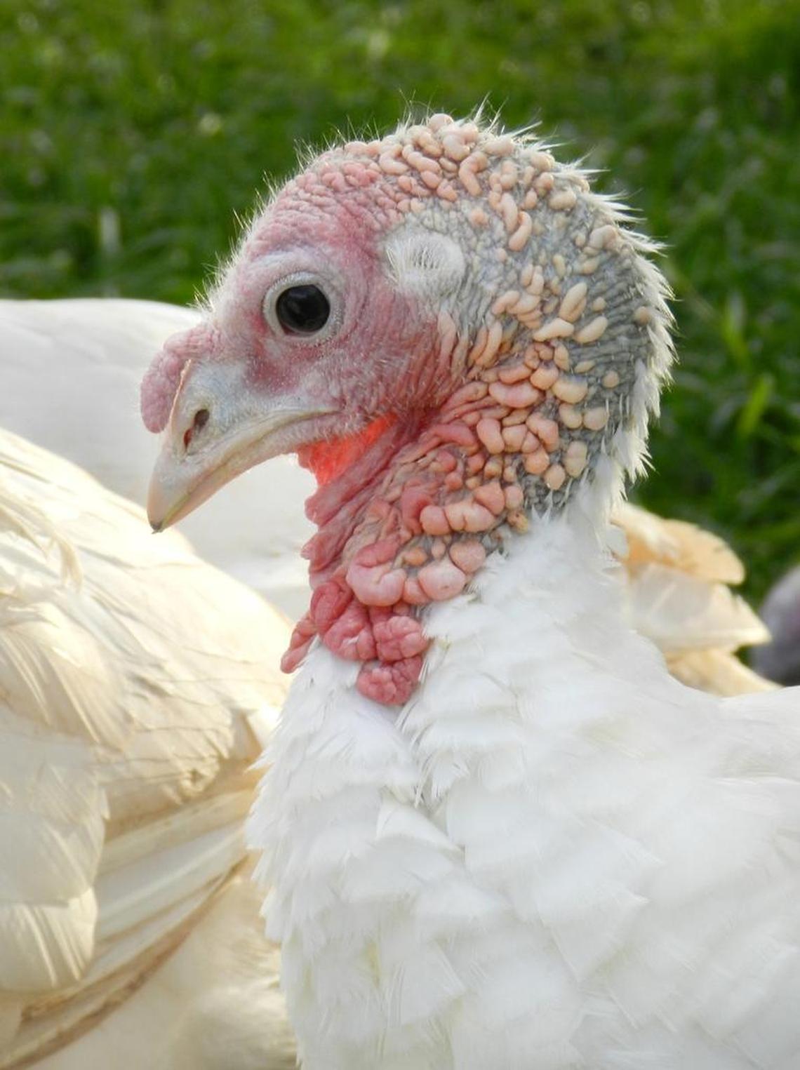 A turkey of the Petite breed is seen at Diestel Family Ranch near Sonora, California, in 2016.