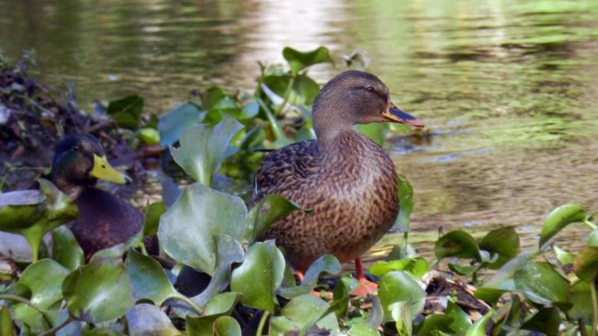 A mallard stands on a mat of water hyacinth on the Tuolumne River in Modesto, Calif., on Wednesday, Nov. 23, 2016. The Tuolumne, Stanislaus and Merced rivers would have higher flows in their lower reaches under a proposal by the State Water Resources Control Board. It is opposed by farmers and cities that would lose some of their water supplies. Water hyacinth is an invasive plant that has harmed salmon habitat on the Tuolumne. High flows might help reduce it.