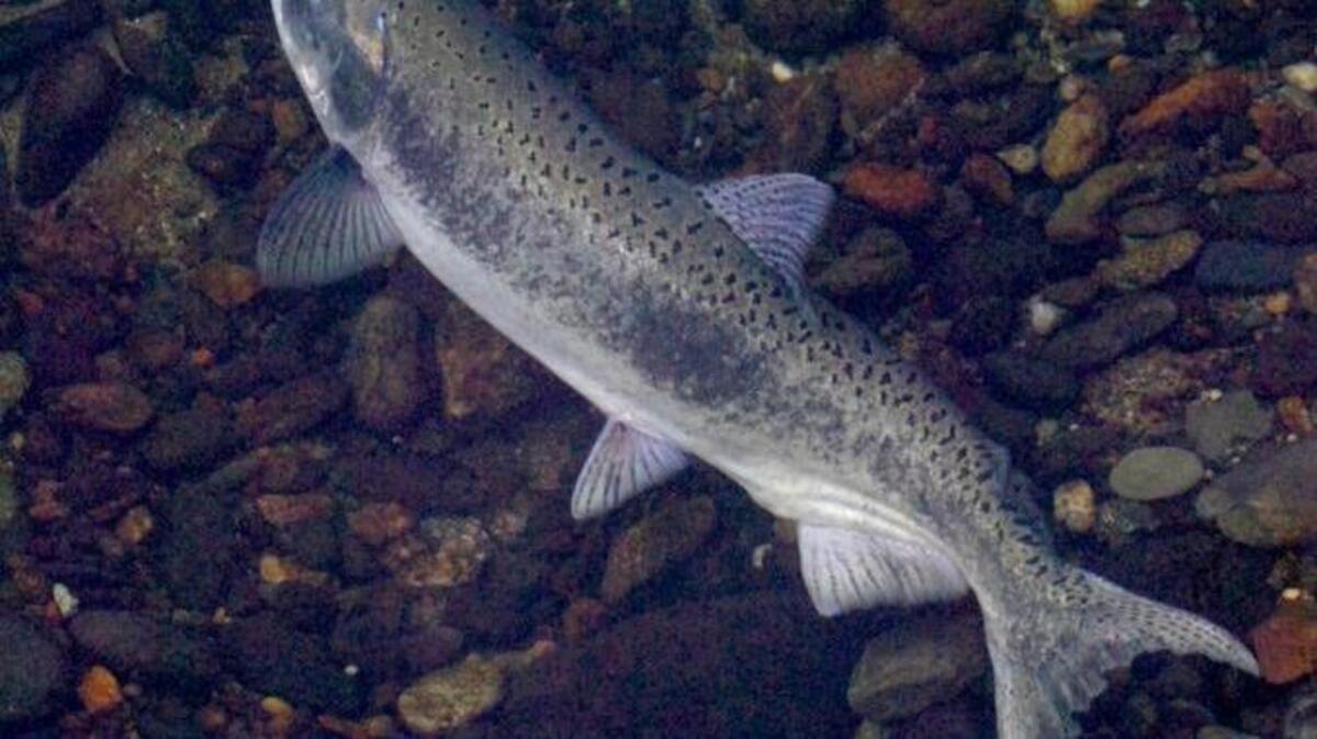 Salmon swim up the Stanislaus River in Knights Ferry in November 2009.