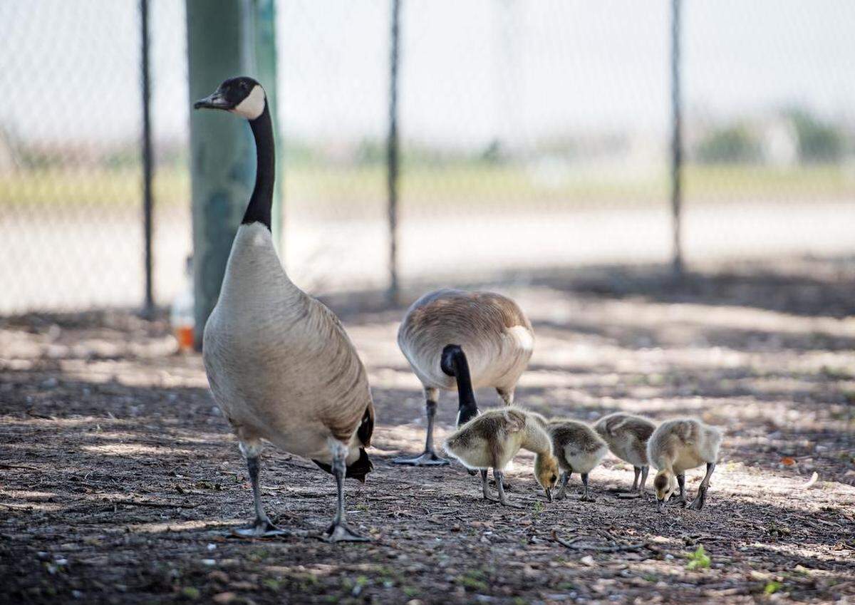 Canada geese and their young goslings feed outside the fence at Naraghi Lake in Modesto, Calif., Friday, May 11, 2018.