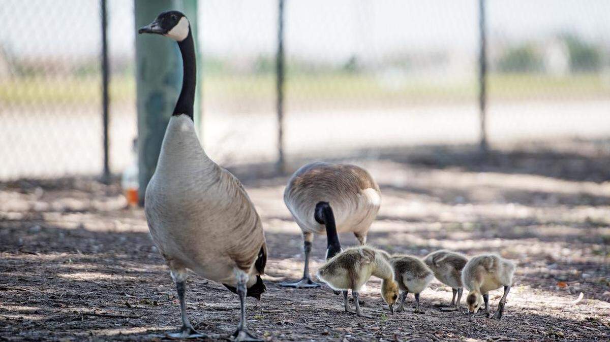 Canada geese and their young goslings feed outside the fence at Naraghi Lake in Modesto, Calif., Friday, May 11, 2018.