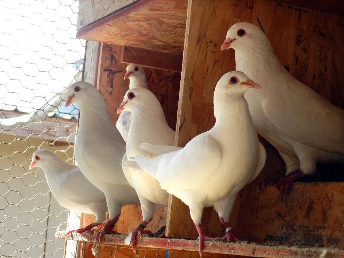 Squab are housed on one of the farms supplying Squab Producers of California, based in Modesto, on Friday, February 3, 2017. The cooperative is the nation’s largest supplier of the young pigeons, which are used by fine chefs and in Chinese New Year celebrations.