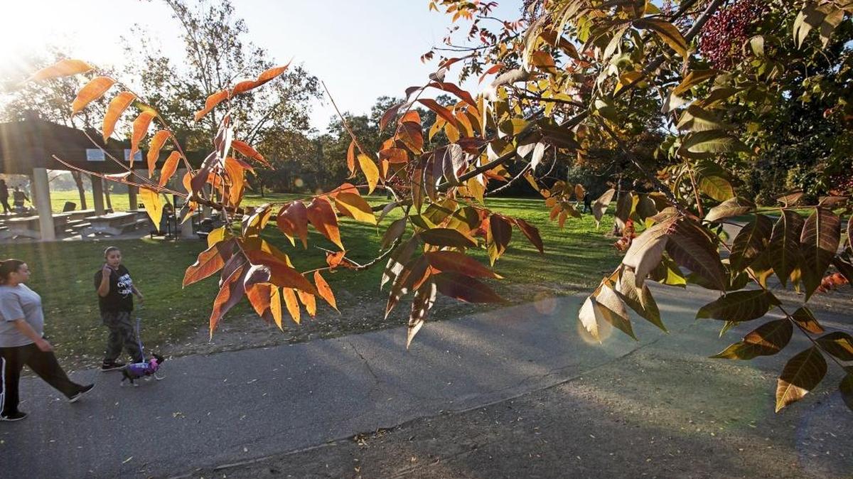 Autumn colors decorate the way as people stroll through East La Loma Park in Modesto on Friday.
