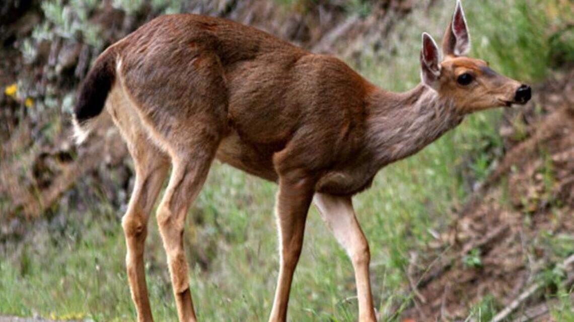 Wilson on Outdoors: No plans for roadkill harvest program in California