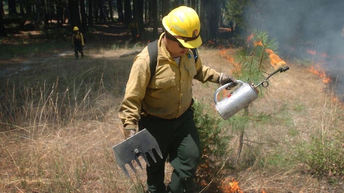 Jacob Moraga, a firefighter from Sequoia and Kings Canyon National Parks, helps with a past prescribed burn in Yosemite Valley. Yosemite National Park works to control the build-up of brush in a number of ways, including prescribed burns, reducing the likelihood of catastrophic fires in the park.