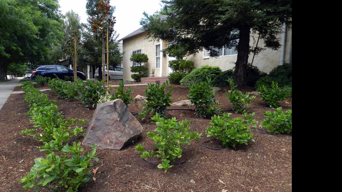 
Residents of this Modesto home did their part by going with a more drought-friendly landscape.


