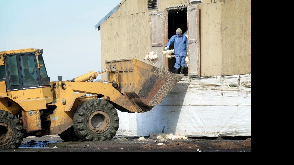 
County and state agencies dispose of thousands of dead chickens at the egg laying facility off Carpenter Road in February 2012.
