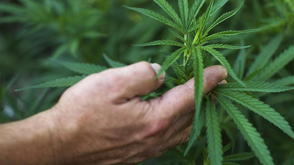 Oakdale is looking at how to deal with legalized marijuana in the city.