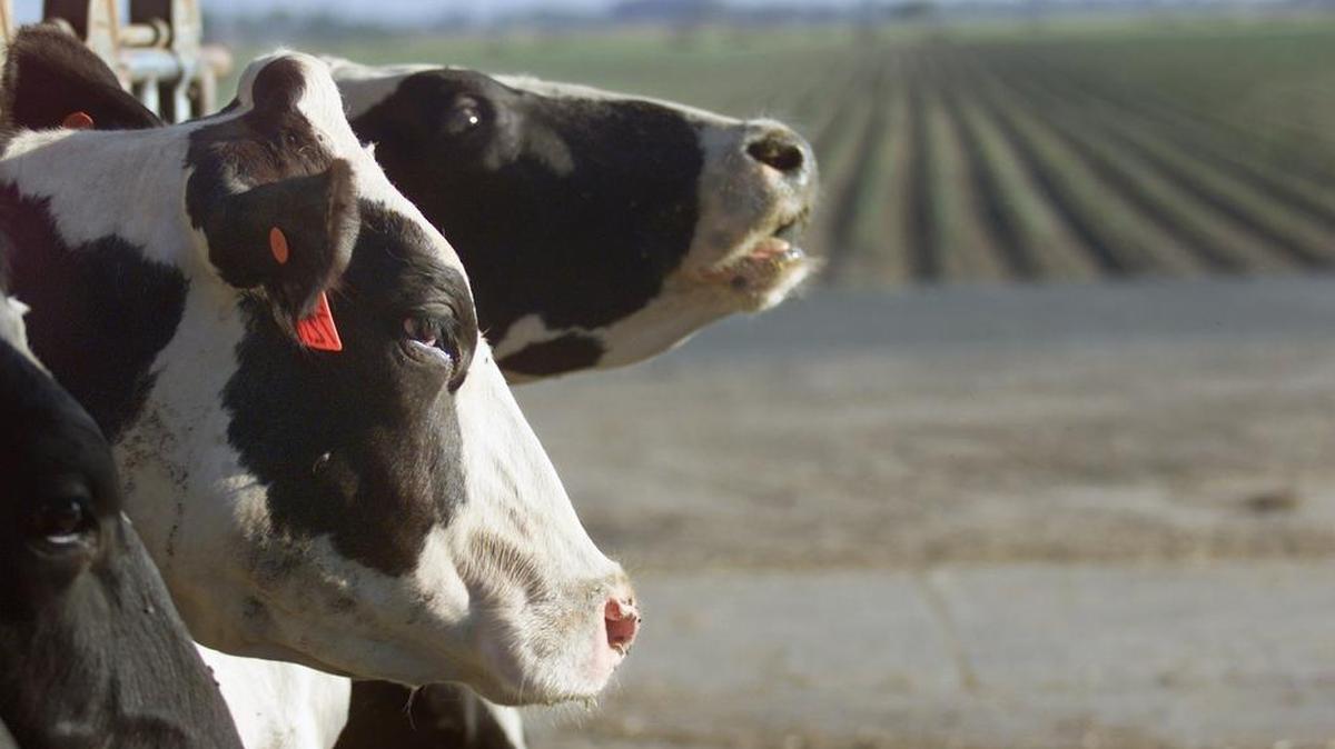 
The USDA will examine a petition to change the way milk prices are set in California during a hearing Sept. 22 in Clovis.

