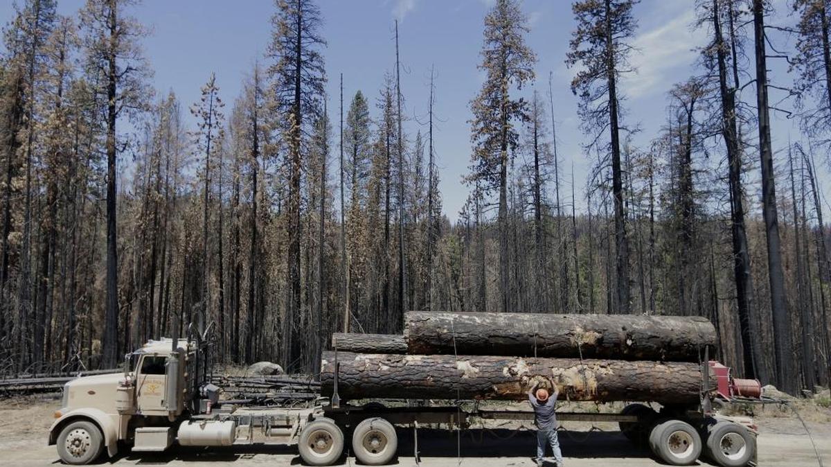Fallen trees, harvested from the Rim Fire area, are chained down before being removed near Bucks Meadow in 2014. A reforesting plan calls for thinning 12,769 acres of older plantations within the burn area so they could better resist future fires.