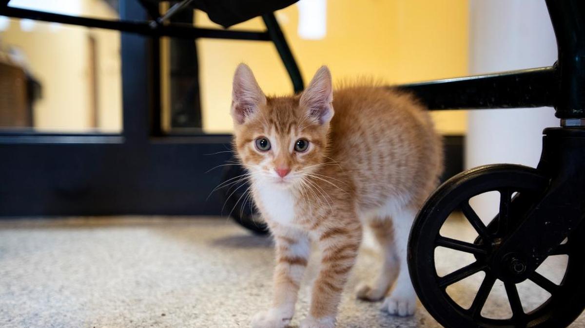 A kitten plays in the cat play room at the Stanislaus Animal Services Agency in Modesto, Calif., on Tuesday, July 19, 2016.