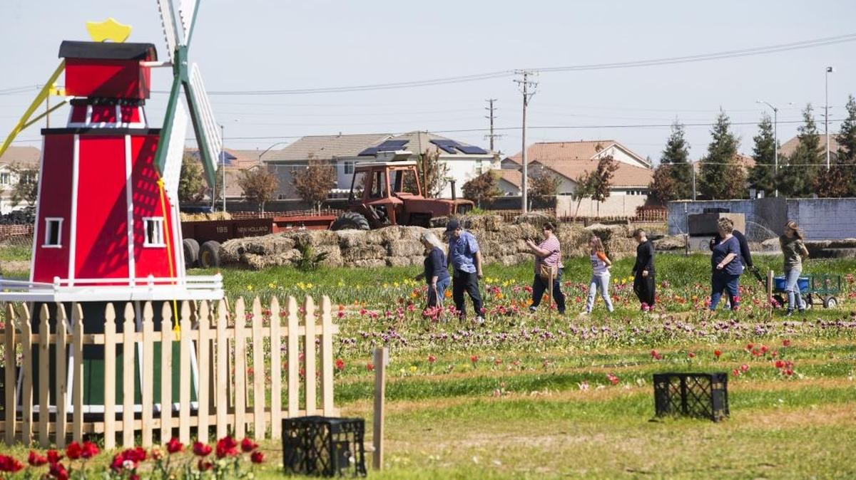 The sunny days Modesto has enjoyed recently will stick around most of the week ahead, but clouds and some rain are in the forecast Monday through at least next Wednesday. Here, visitors participate in Tulipmania at Dutch Hollow Farms on Sunday.