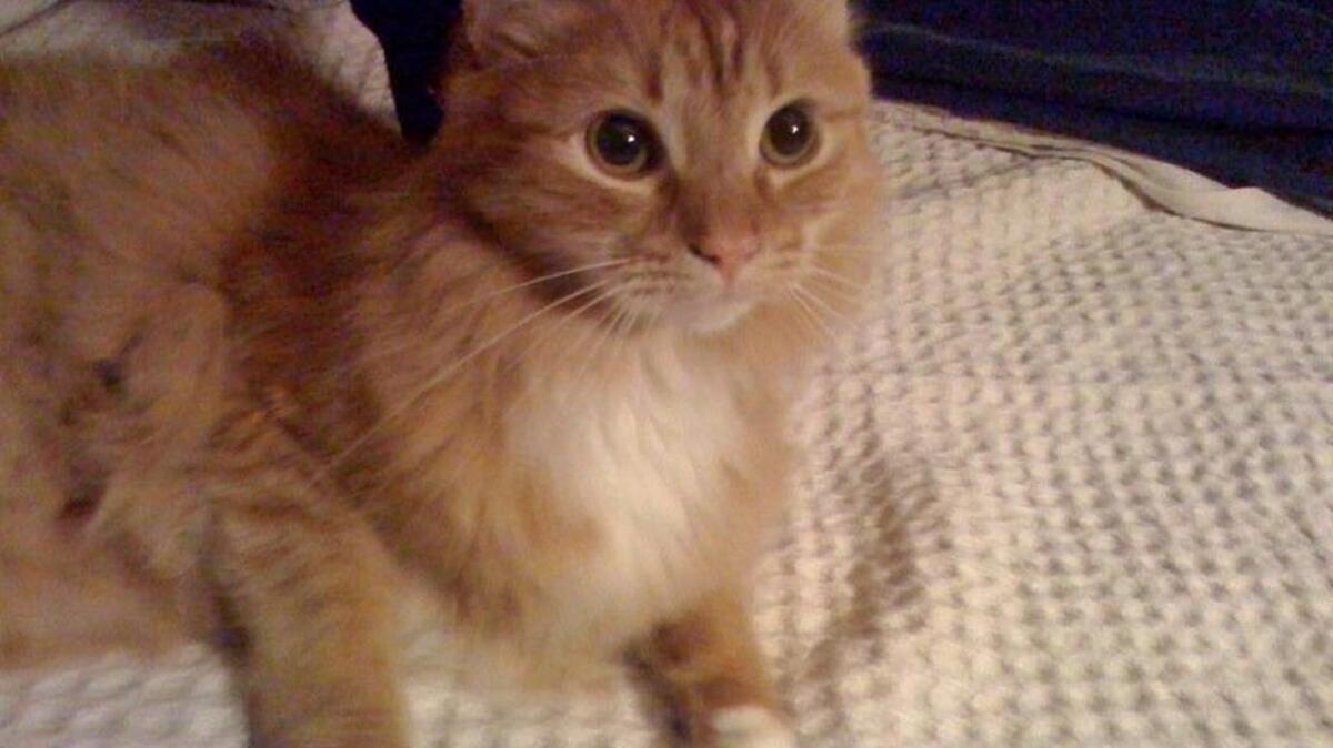 The Farrow family cat Hansel once swallowed a tiny rubber purse accessory for a Polly Pocket doll. It was lodged in his intestine and required surgery to remove.