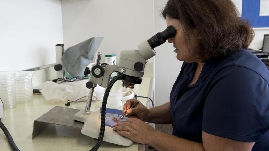 Stanislaus mosquito fair will offer family activities, information on preventing disease