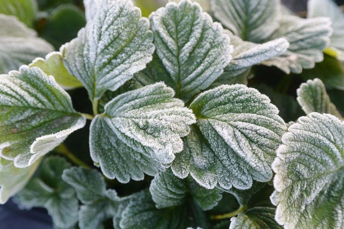 Frost covers strawberry plant leaves in Turlock in January of this year.