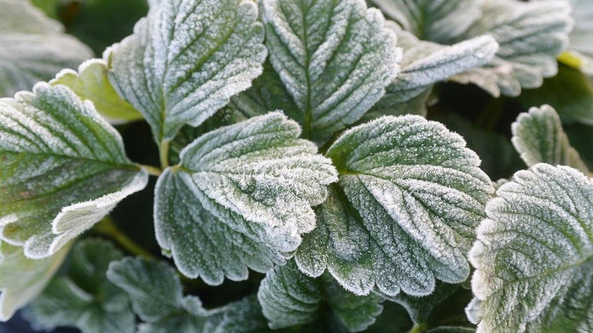 Frost covers strawberry plant leaves in Turlock in January of this year.