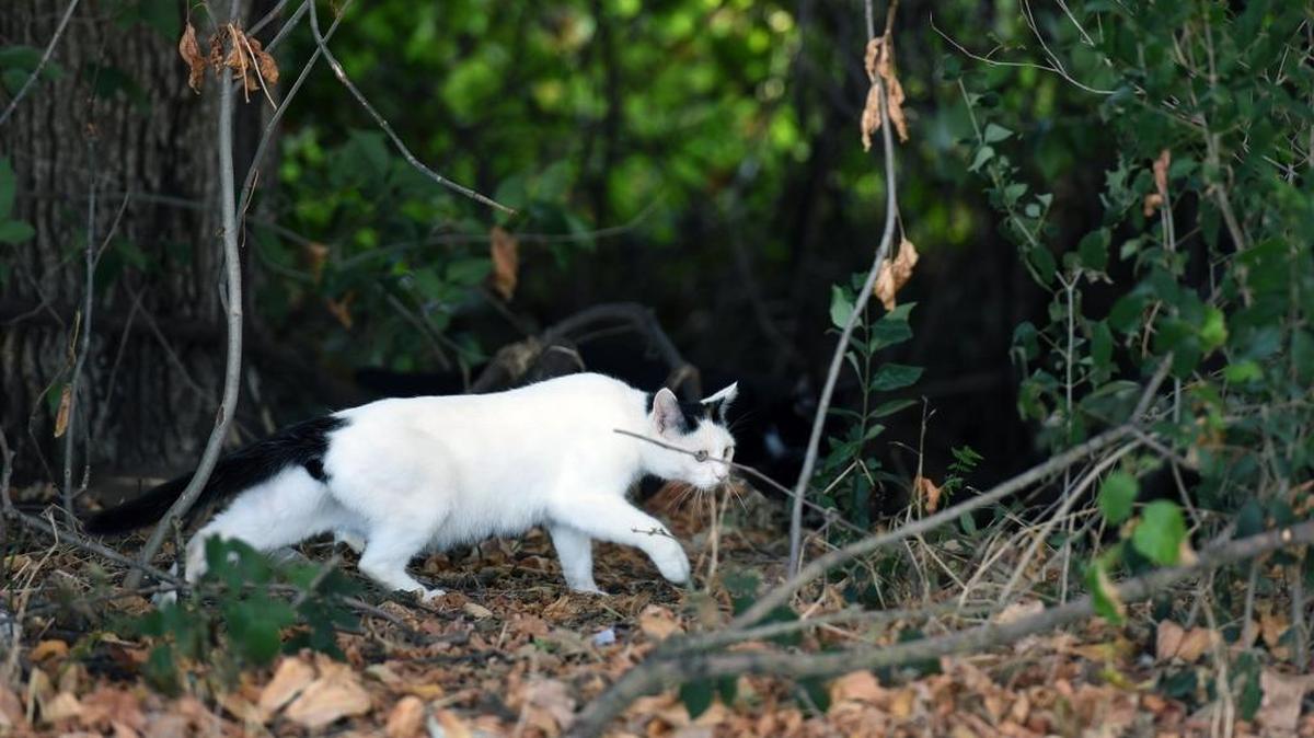 
 A feral cat takes a stroll last month in Tuolumne River Regional Park in Modesto. 

