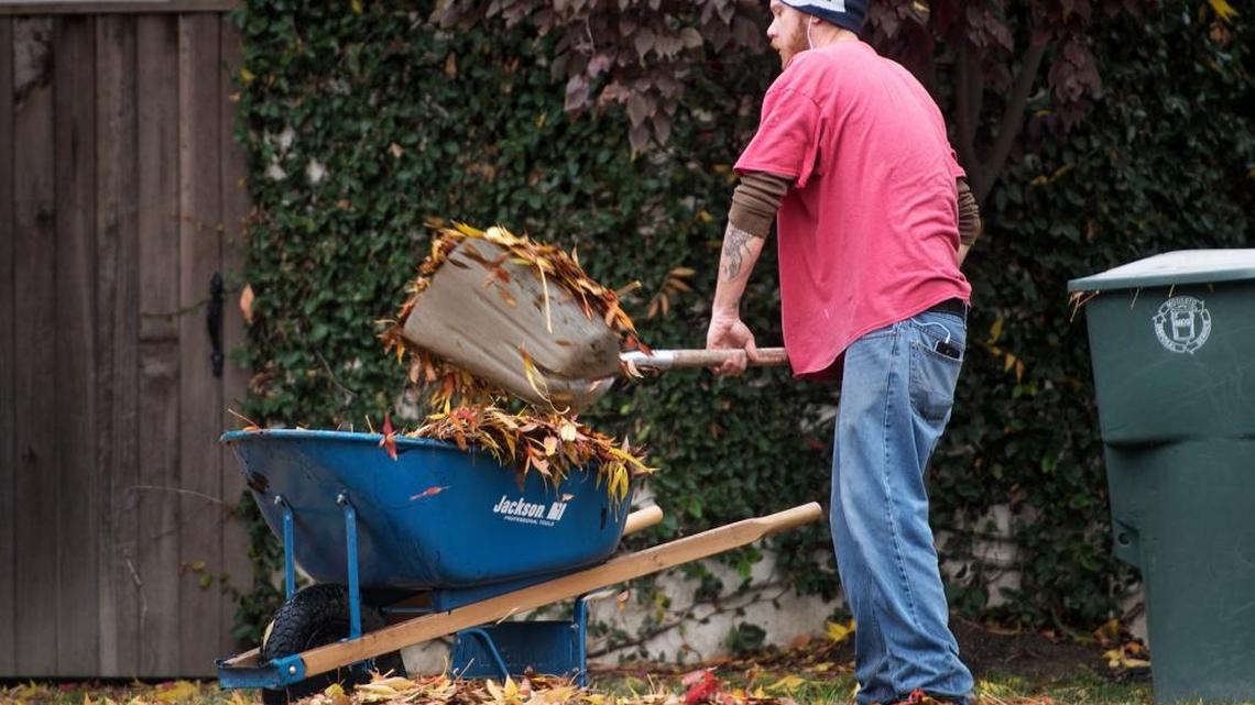 Tim McCallaghan picks up leaves in the college area after strong winds and rain blanketed the property with leaves in Modesto on Thursday.