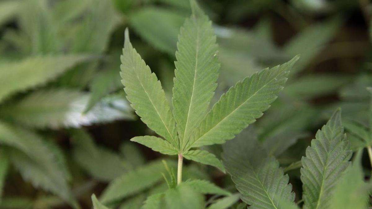A marijuana plant is pictured in Oakland.