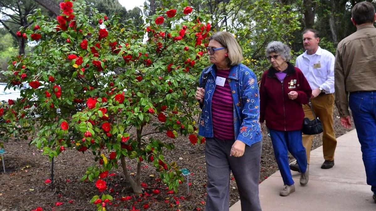 Meg Milani walks past Yosemite Camellias in the camellia garden at the Modesto Camellia Show at Gallo Winery in Modesto California on March 18, 2017.