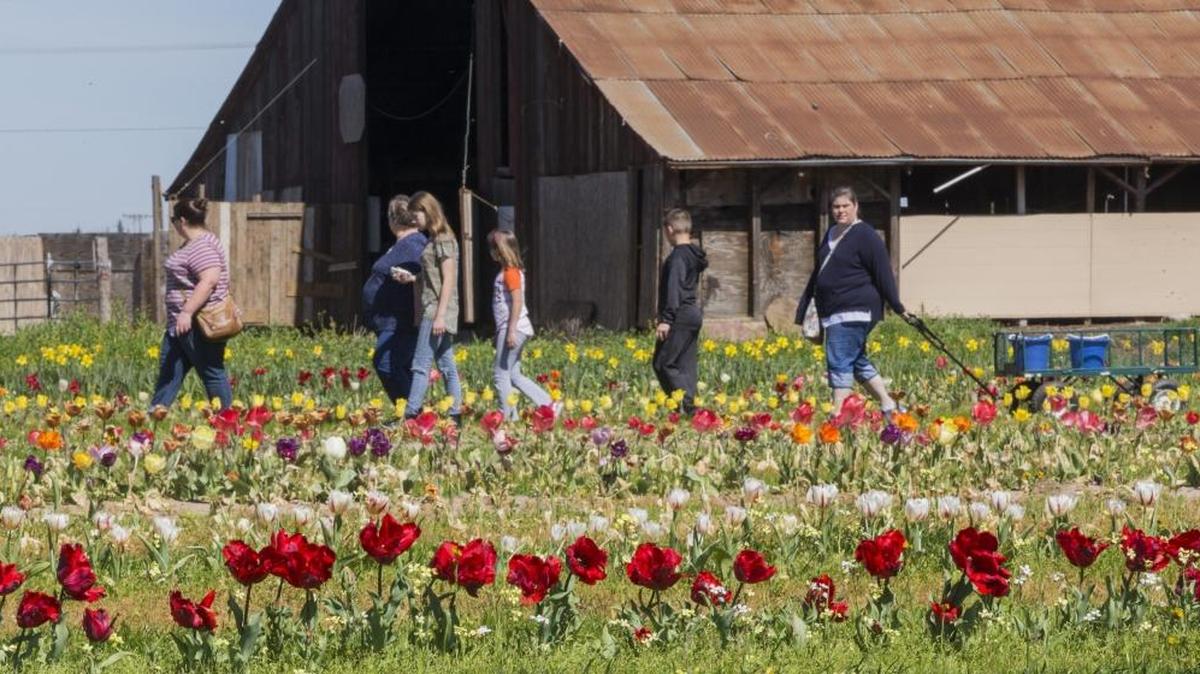 A family walks the rows of tulips at Dutch Hollow Farms on Sunday afternoon. The farm’s tulip season will last until April 1. The farm has a few baby animals and other activities happening along with picking your own tulips.