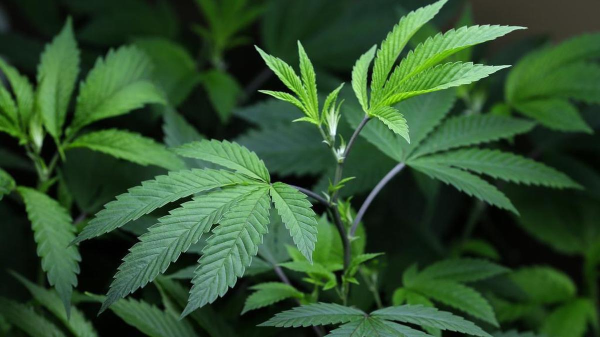 The Modesto City Council will take another stab at a medical marijuana ordinance.