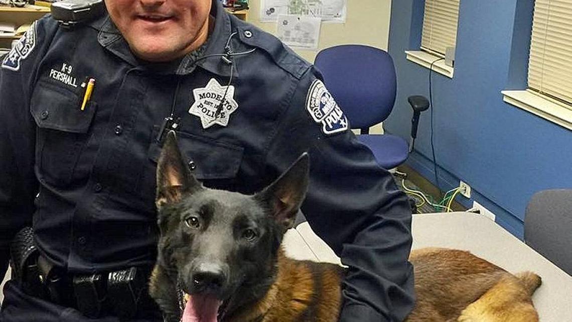 Modesto Sgt. Mike Pershall with his K9, Ike.