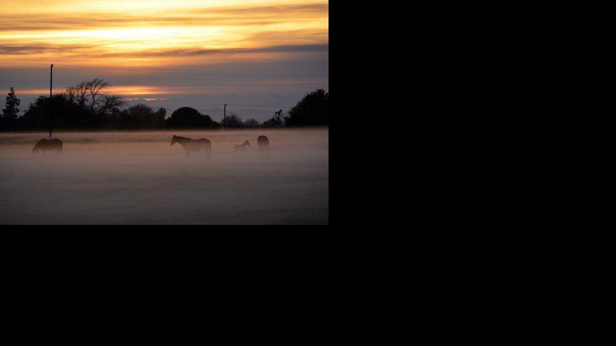 
Horses graze in the morning mist in a pasture at South Stearns and Sierra roads east of Oakdale as the sun begins to rise over the Sierra on Wednesday.
