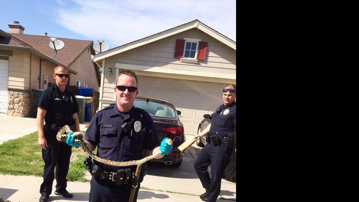 
Ceres police on Tuesday detained a 3-foot-long gopher snake found in the backyard of a home in the 1100 block of Moonlight Drive.
