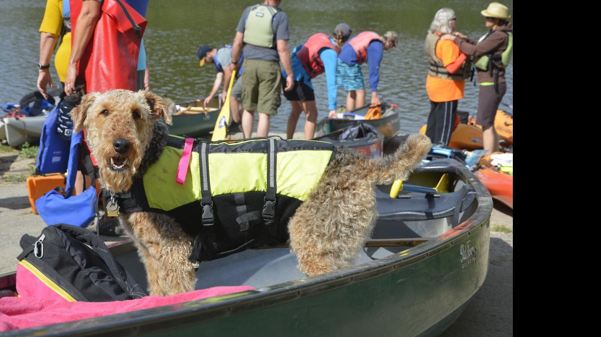 
An airedale terrier named Gunther was among more than 20 participants in the 10th leg of Paddle to the Sea, a fundraising event for the Tuolumne River Trust. The group launched from the Old Fisherman’s Club off of Highway 132 on Sunday.
