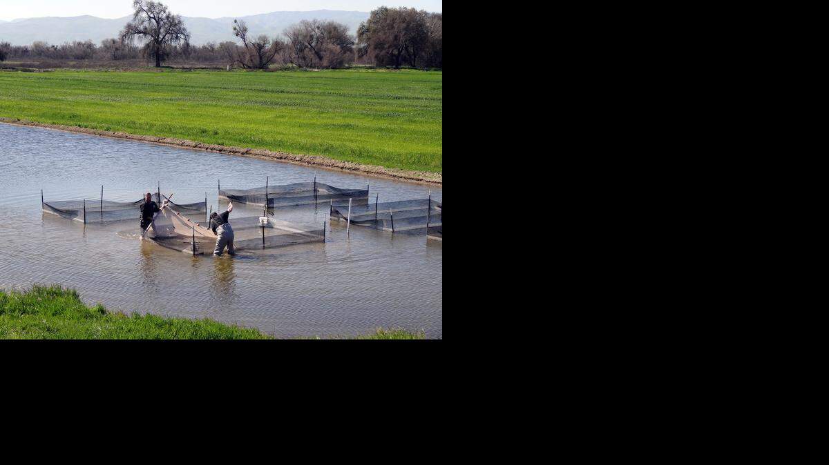 
River Partners Restoration biologists Jeff Holt, right, and Trevor Meadows net the fall-run chinook salmon out of the fish pens where they were raised on the floodplain at Dos Rios Ranch near Modesto on March 6.
