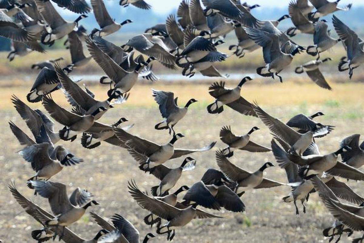 Aleutian cackling geese take flight near the Beckwith Road observation deck at the San Joaquin River National Wildlife Refuge. Oct. 27, 2014.