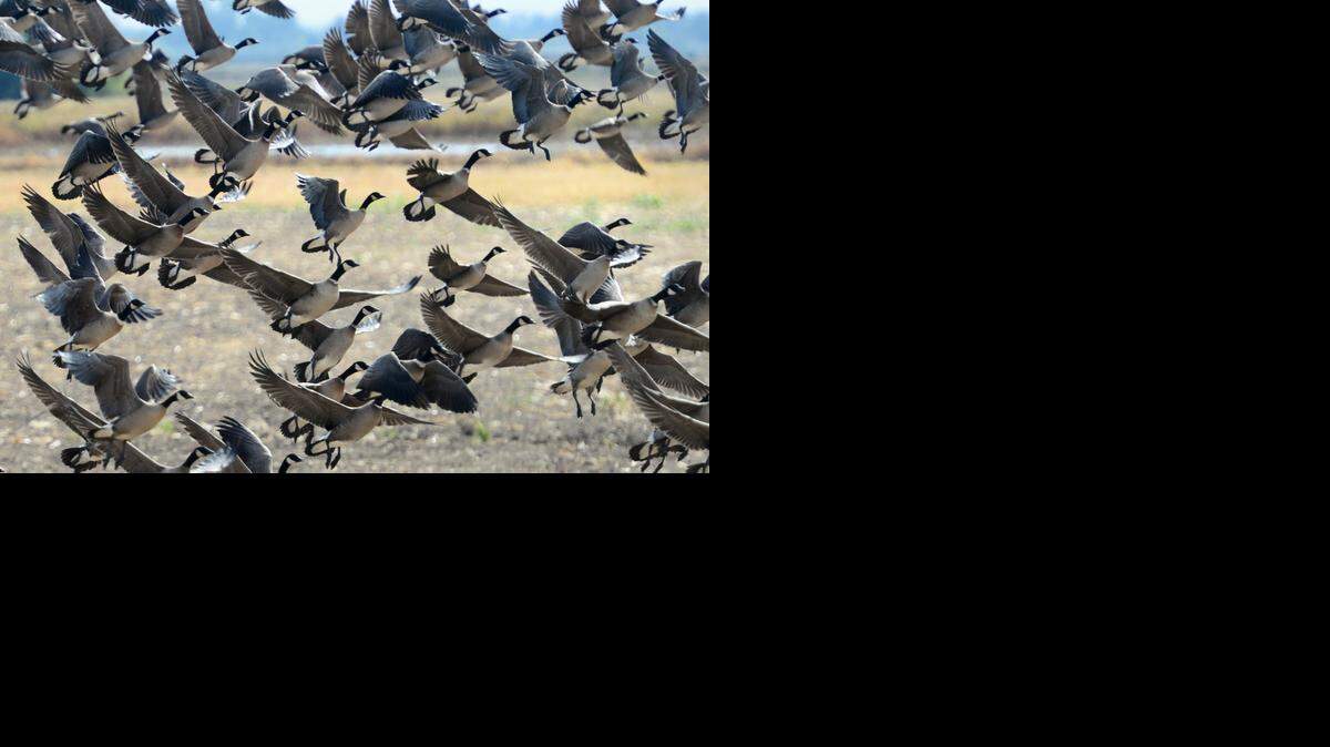 
Aleutian cackling geese take flight near the Beckwith Road observation deck at the San Joaquin River National Wildlife Refuge. Oct. 27, 2014.
