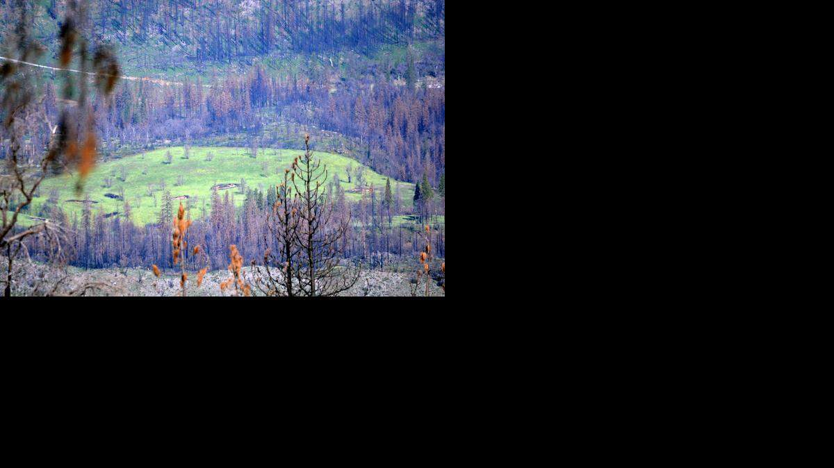 
This patch of brilliant green pasture stands out Monday among the dead trees northeast of the road to Camp Mather.
